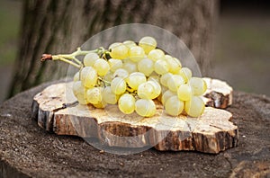 Ripe Green Grapes on an Old Tree Stump
