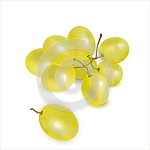 Ripe green grapes sprig