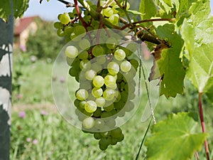 Ripe green grapes on a vine with leaves on a grass background on a Sunny summer day. fresh fruit. natural vitamin. this ecological