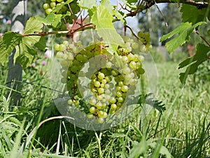 Ripe green grapes on a vine with leaves on a grass background on a Sunny summer day. fresh fruit. natural vitamin. this ecological