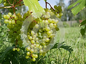 Ripe green grapes on a vine with leaves on a grass background on a Sunny summer day. fresh fruit. natural vitamin. this ecological