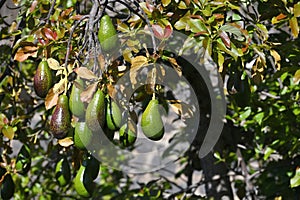 Ripe green hass avocadoes hanging on tree