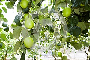 Ripe green jujube fruit growing on the tree