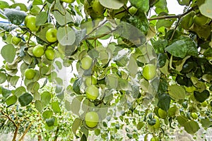 Ripe green jujube fruit growing on the tree