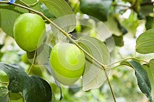 Ripe green jujube fruit growing on the tree