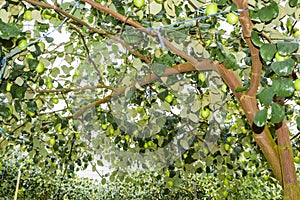 Ripe green jujube fruit growing on the tree