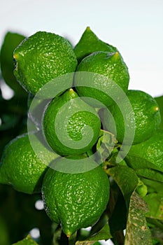Ripe green limes grow on a branch. Close-up of lime. Citrus fruit hanging on a branch. Useful food for vegetarians photo