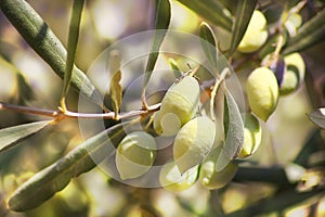Ripe green olives, grades syrian