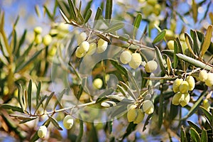 Ripe green olives, grades syrian photo