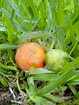 Ripe, green and orange fruits on the grass photo