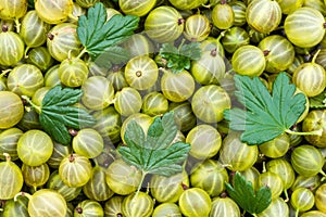 Ripe Green Organic Berries Gooseberries. Fresh Gooseberry Background. Greenery Color - Trend 2017