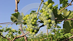 Ripe green organic grapes and grapevine leaves growing in vineyard farm
