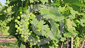 Ripe green organic grapes and grapevine leaves growing in vineyard farm