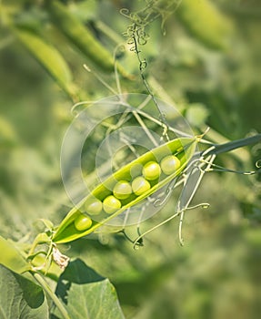 Ripe green pea pod