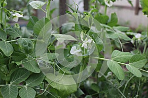 Ripe green peas in the summer garden 30756