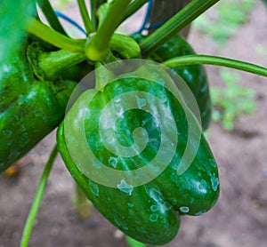 Ripe, green peppers grown in a greenhouse, ready for use