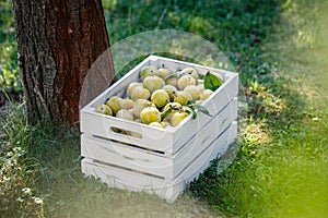 Ripe green plums in wooden crate