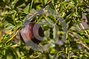 Ripe green Pomegranate Fruit on Tree Branch