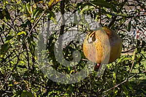 Ripe green Pomegranate Fruit on Tree Branch