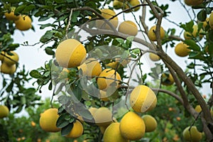 Ripe and green pomelo fruit tree in the garden.