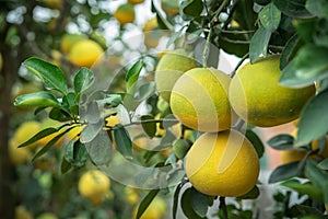 Ripe and green pomelo fruit tree in the garden.