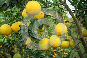 Ripe and green pomelo fruit tree in the garden.