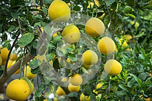 Ripe and green pomelo fruit tree in the garden.