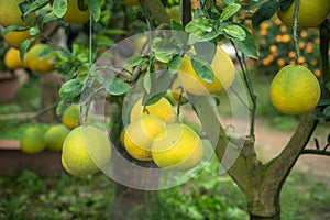 Ripe and green pomelo fruit tree in the garden.