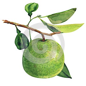 Ripe green pomelo hanging on branch, tropical pomelo tree, citrus fruit and leaf isolated, hand drawn watercolor