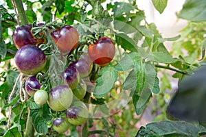 Ripe green and purple tomatoes hanging in the garden.