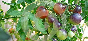 Ripe green and purple tomatoes hanging in the garden.