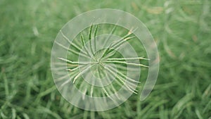 Ripe green rapeseed. Rapeseed field. close-up
