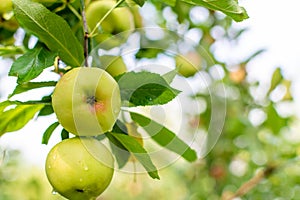 Ripe green and red wet apples in raindrops on a branch against the backdrop of a garden and sky