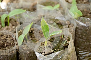 Ripe green round gourd vine plant seedling in the white polythene