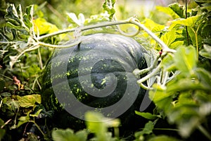 a ripe green striped watermelon shortly before harvest photo