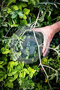 a ripe green striped watermelon shortly before harvest photo
