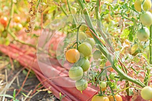 Ripe and green tomatoes branches on string trellis at farm in Washington, USA