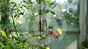 Ripe and green tomatoes on the tomato plant in the greenhouse. Growing vegetables, vegetable gardening