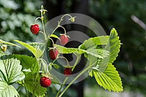Ripe and green wild strawberry fruit in the springtime view background