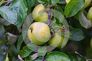 Ripe green yellow apples on the branch growing
