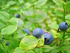 Ripe growing blueberries