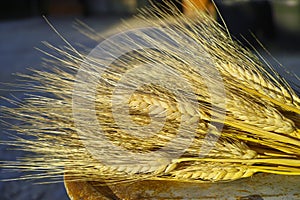 Ripe hard wheat ears, grano duro, Sicily, Italy photo
