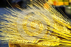 Ripe hard wheat ears, grano duro, Sicily, Italy photo
