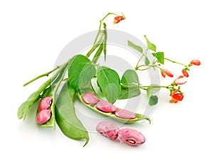 Ripe Haricot Beans with Seed and Blossom Isolated