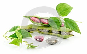 Ripe Haricot Beans with Seed and Leaves Isolated photo