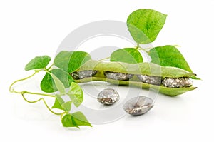 Ripe Haricot Beans with Seed and Leaves Isolated photo