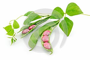 Ripe Haricot Beans with Seed and Leaves Isolated photo