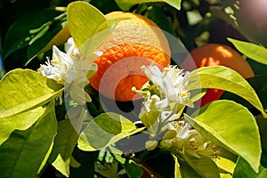 Ripe harvest and orange blossom, citrus trees in israel. white flowers and green leaves