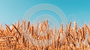 Ripe harvest ready wheat crop field in summer