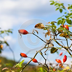 Ripe haw fruits on hawthorn bush
